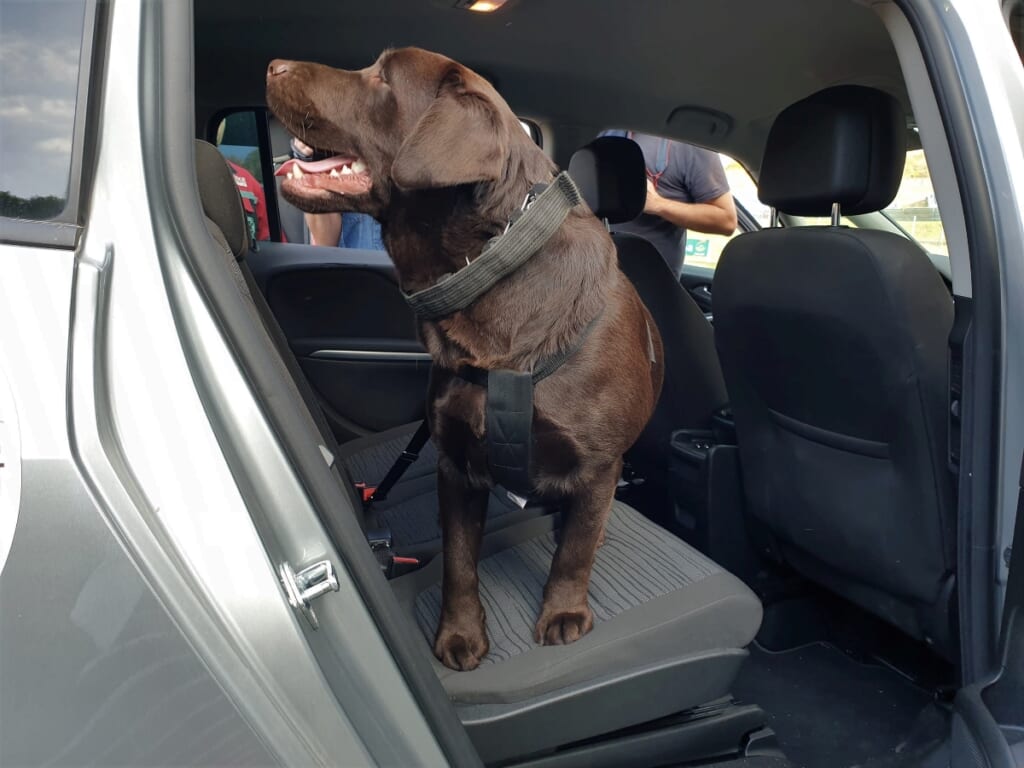 kutya autoban szallitas
