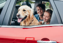 kutya az autoban gyerekekkel