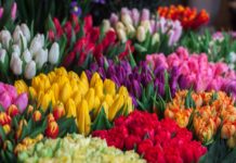tulipánszüret kőröshegyi levendulás