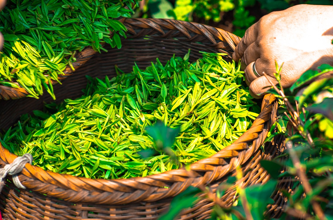 zöld tea egészség
