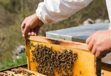 méhészet audi gyár