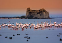 flamingók ebro delta