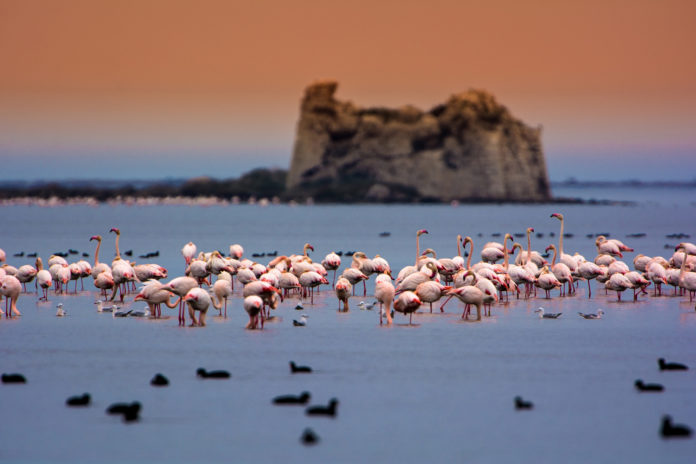flamingók ebro delta
