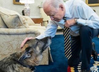 jow biden champ kutyája