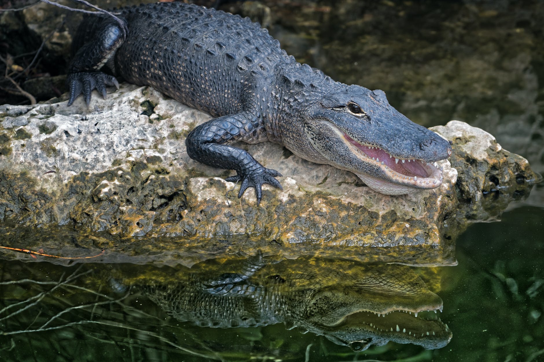 krokodiltámadás