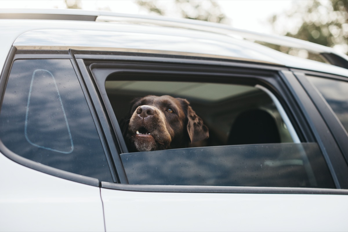 kutya autóban felelős állattartás