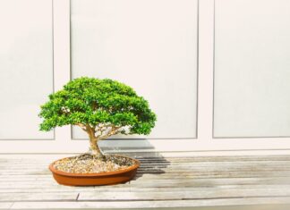 bonsai fa fák gondozása