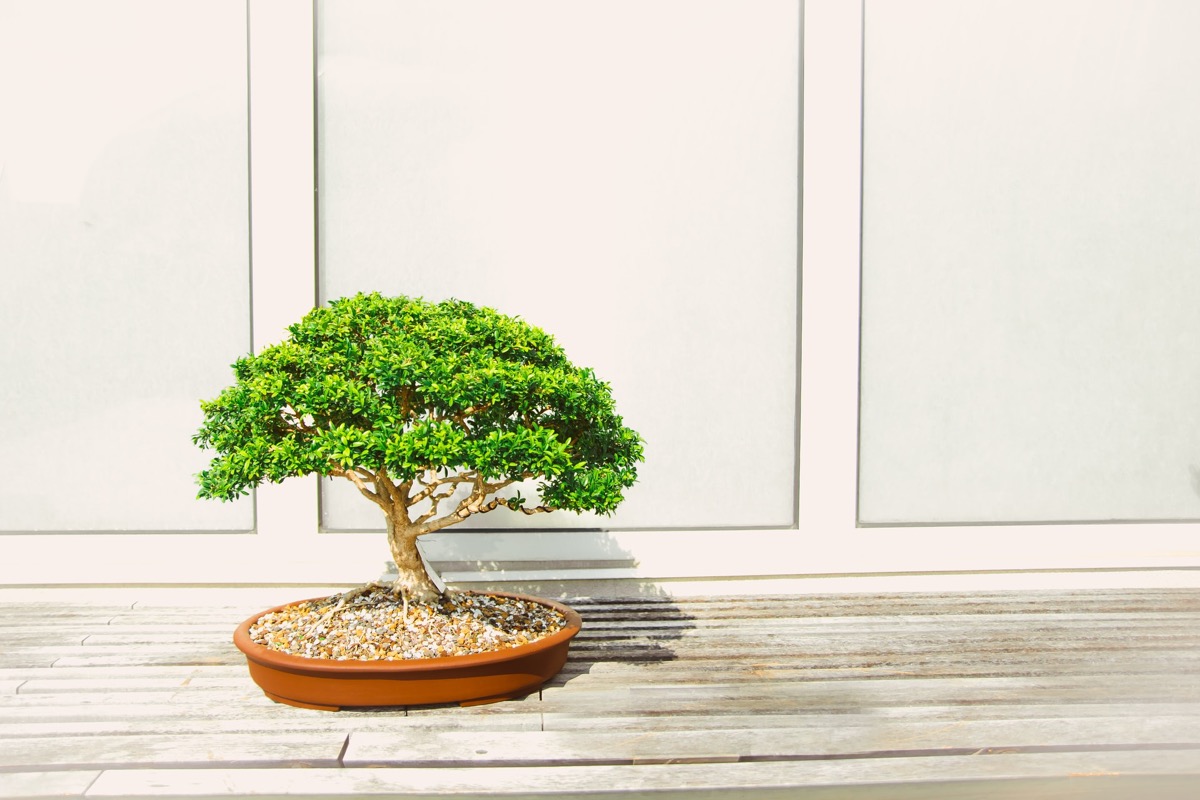 bonsai fa fák gondozása