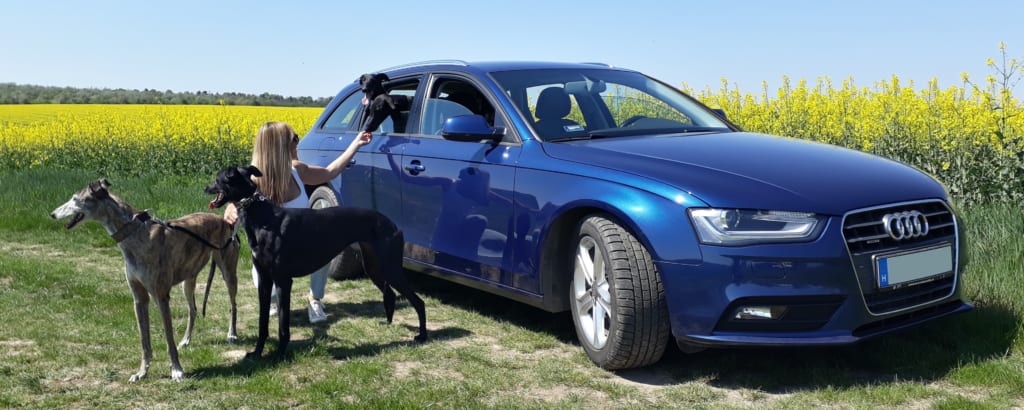 Audi A4 Avant kutyákkal