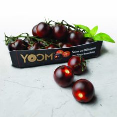 YOOM-paradicsom-scaled-e1620820866390