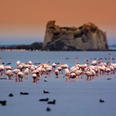 flamingo-ebro-delta-spanyolorszag-valencia-obol-e1611138870809