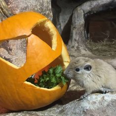 gundi-halloween-allatkert