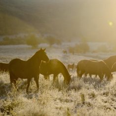 Hucul lovak Jósvafõnél