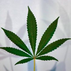kenderolaj-kannabisz