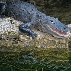 krokodil_adriann-greyling