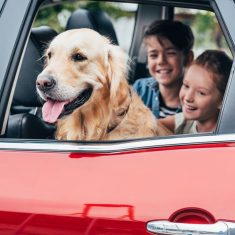 kids sitting in car with dog