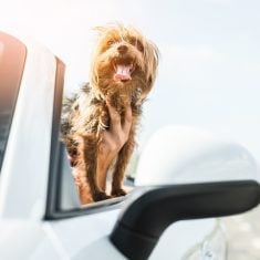kutyas-auto-