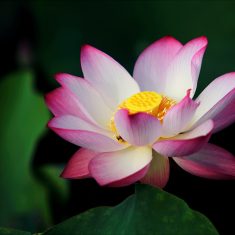lotus-lotuszvirag-nyito
