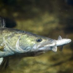 A süllõ kapta a legtöbb voksot az év hala közönségszavazáson