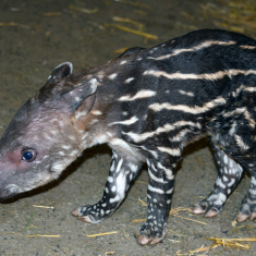 tapir05