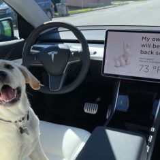 tesla-kisallat-uzemmod-kutya-az-autoban